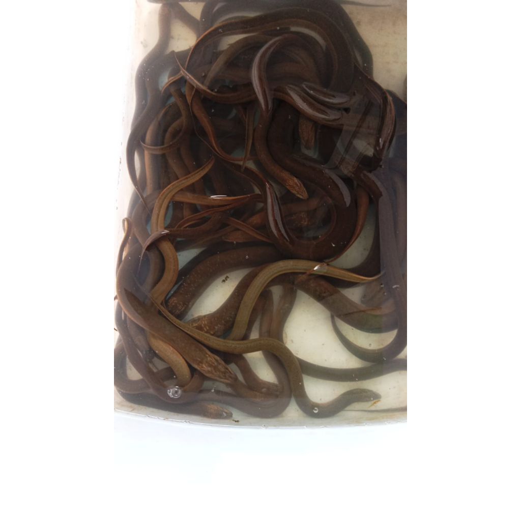 

belut konsumsi 1 ekor berat 1on atau Segede jempol tangan