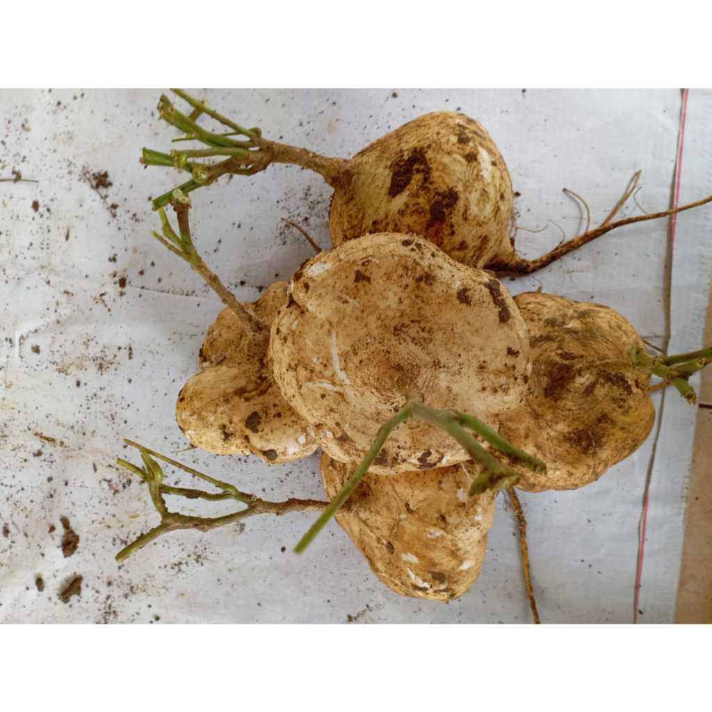 

Bengkoang Kebumen Asli Petani – Cocok untuk Rujak & Masker