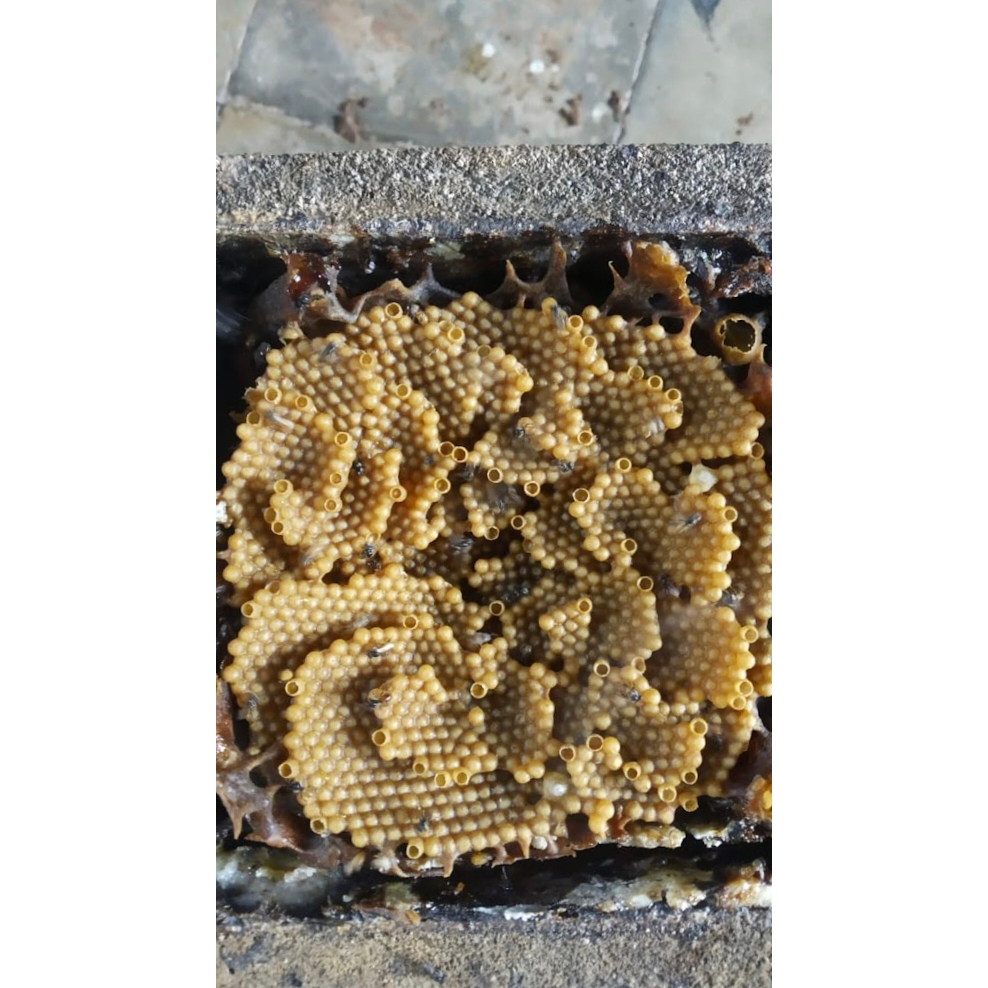 Koloni Lebah Trigona Biroi (Produksi) + Kotak Lebah