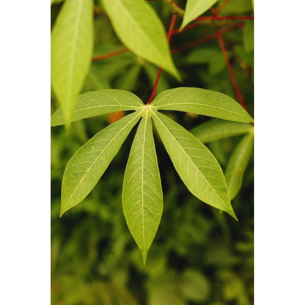 

daun singkong segar untuk mengatasi darah rendah | harga 1 ikat | produk pilihan berkualitas