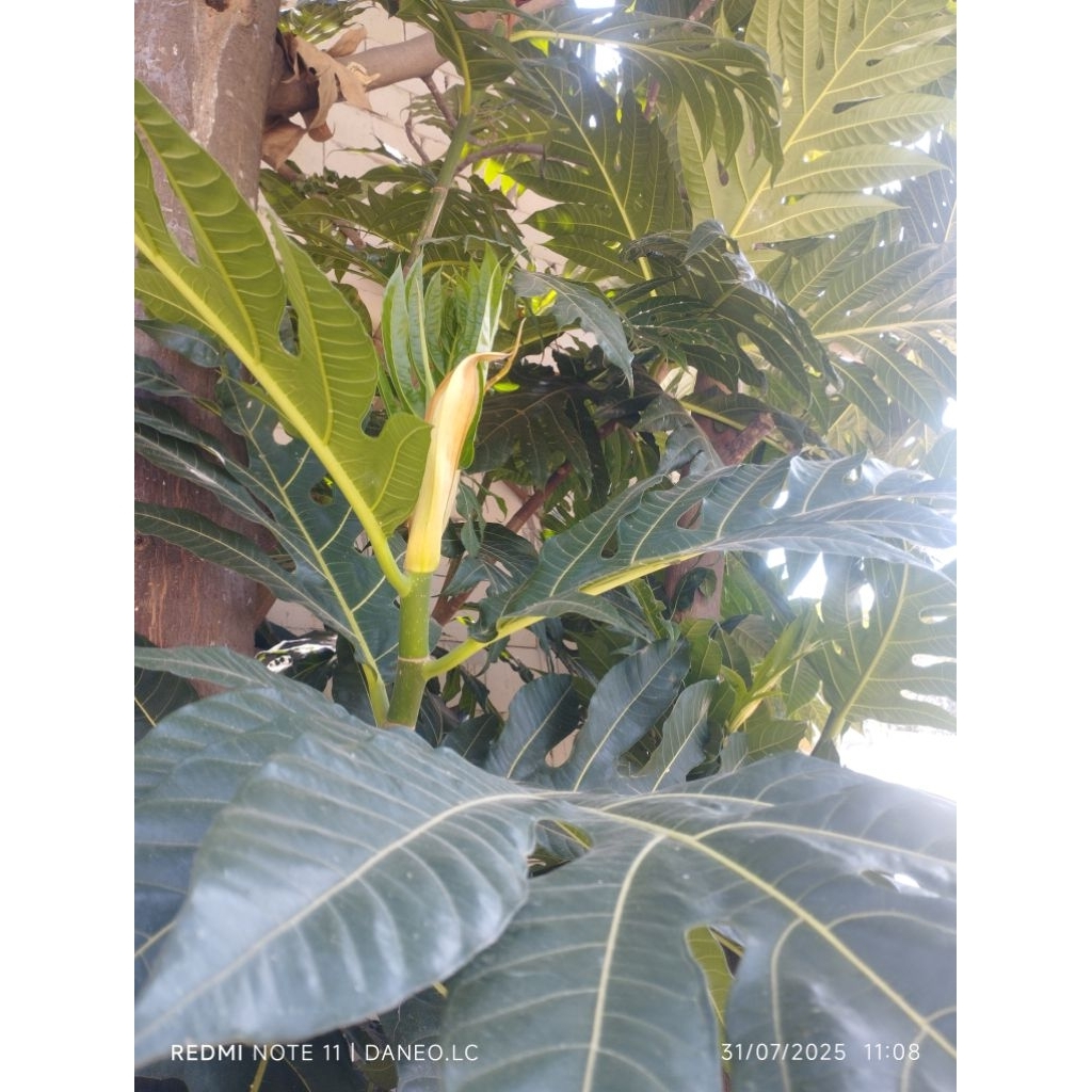 

daun sukun segar/kering