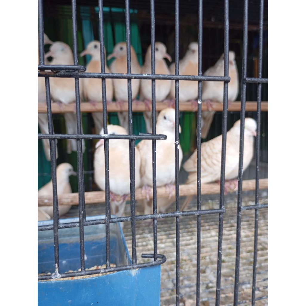 perkutut udan mas dewasa