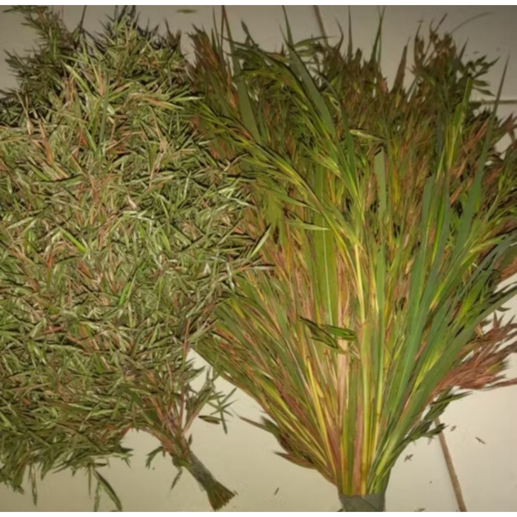 

jual bunga sereh/kembang serai per 15 batang presh/segar