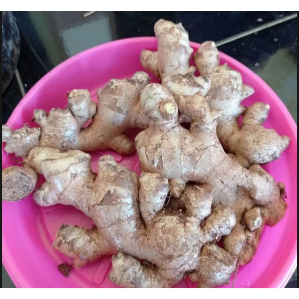 

Jahe gajah super fresh/500 gram