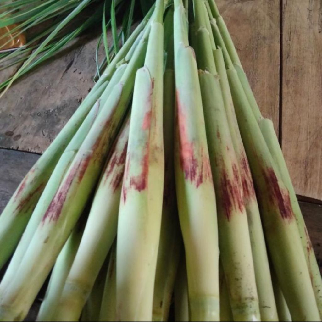 

terubuk sayuran berkhasiat 15biji terubuk sehat