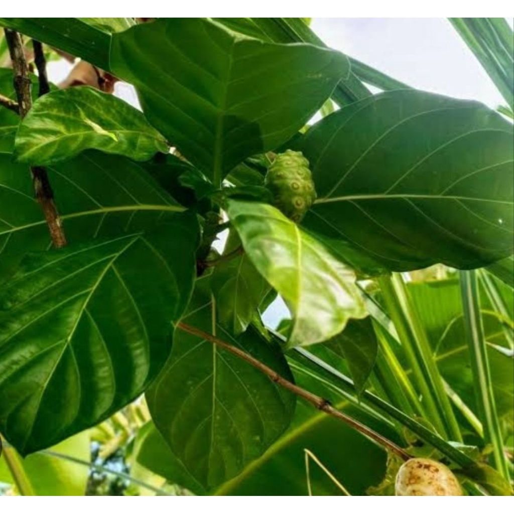 

DAUN MENGKUDU/ PACE SEGAR/ mencegah penyakit jantung dan diabetes/ menjaga kesehatan kulit