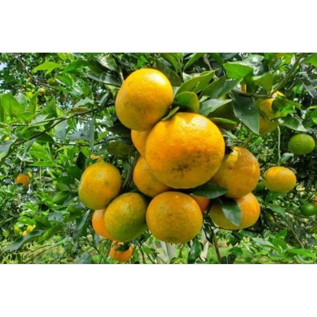 

Jeruk Keprok RGL batu fresh baru petik 1KG