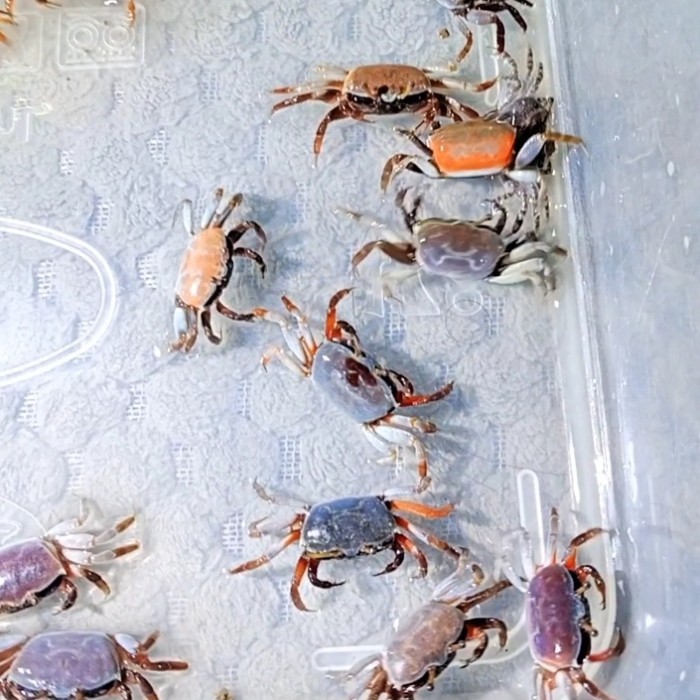 Kepiting Hias , Kepiting Aquascape , Kepiting Paludarium , Kepiting Mini , Kepiting Vampire , Kepiti