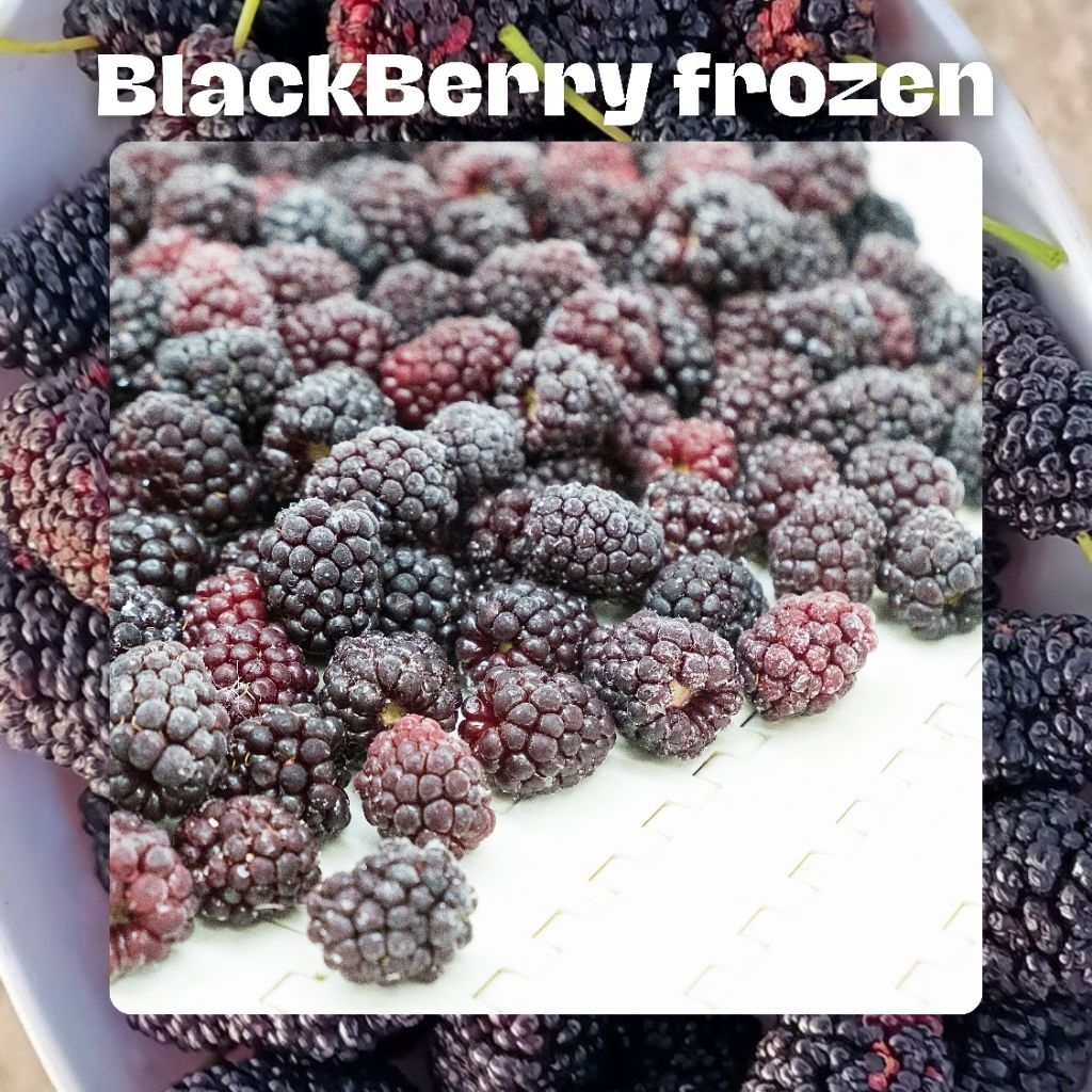 

(PENGIRIMAN WAJIB INSTAN AREA BANDUNG) BLACKBERRY FROZEN