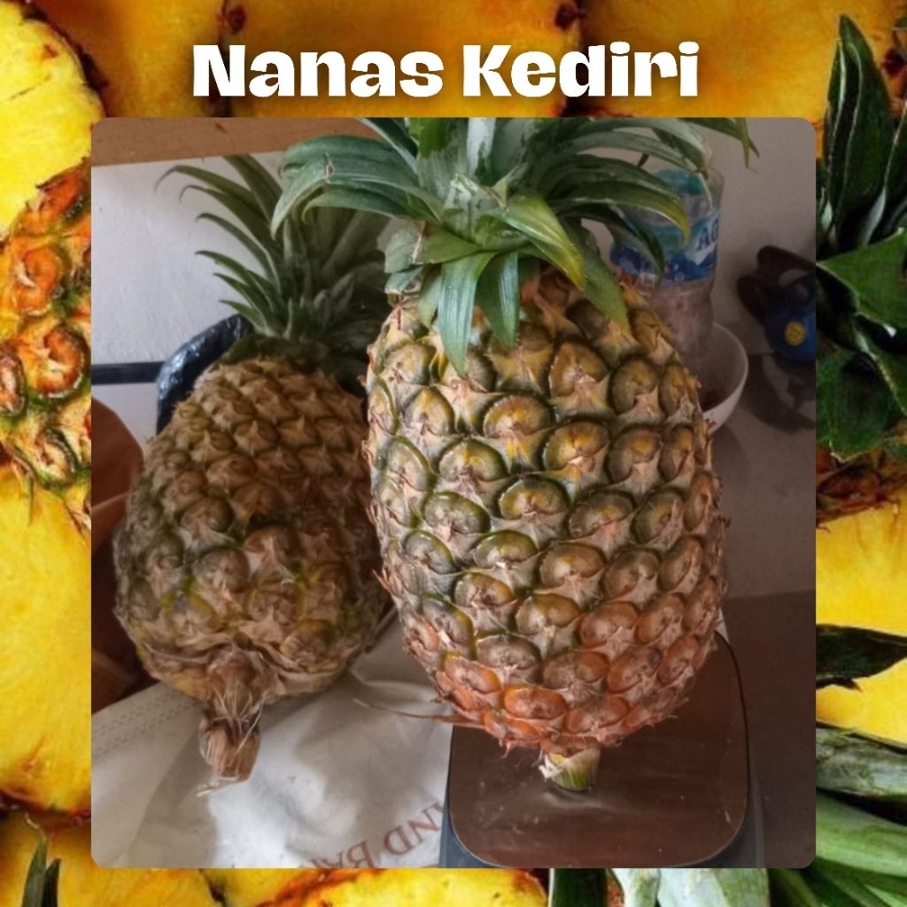 

BUAH NANAS KEDIRI 1 BUAH