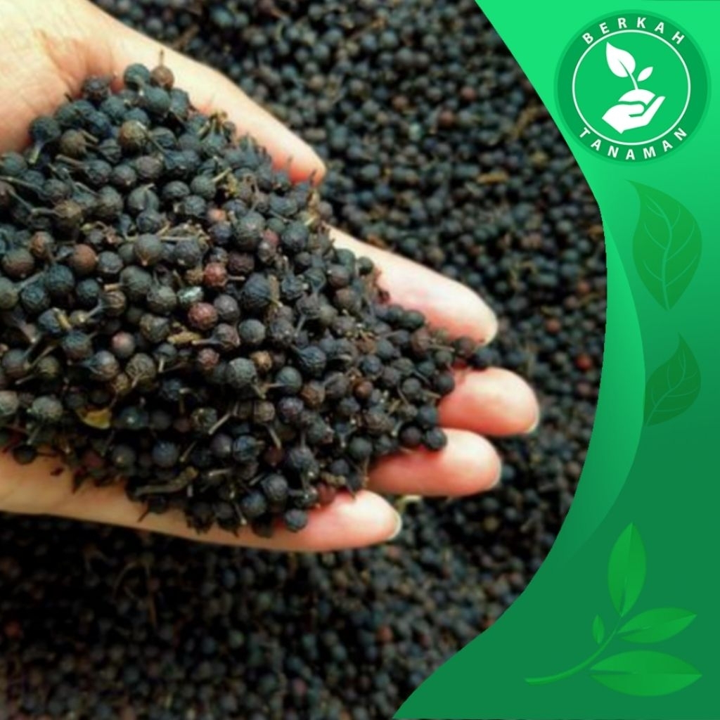 

Biji Kemukus atau Rinu Kering 1kg Bersih dan Organik