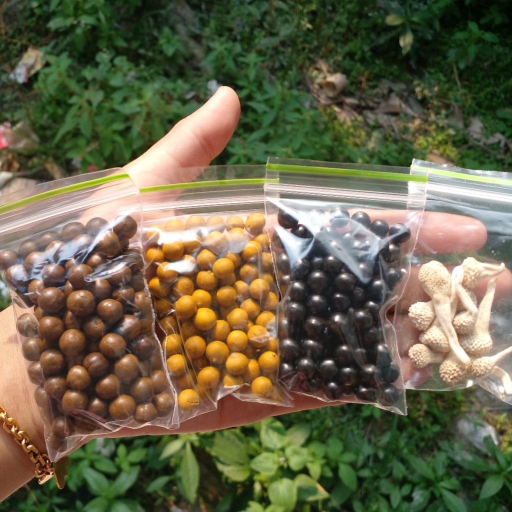 pil kuning pil hitam pil coklat empot ayam