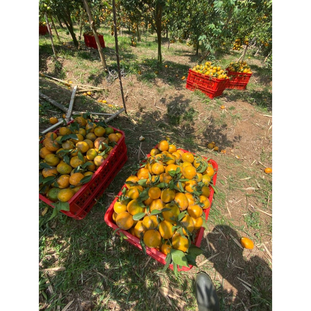 

Jeruk siam madu asli malang fresh