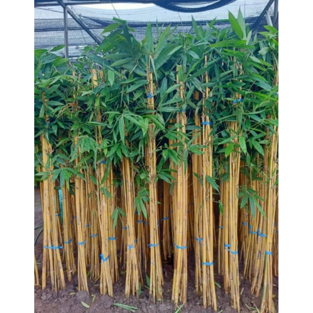 pohon bambu kuning tinggi 2meter