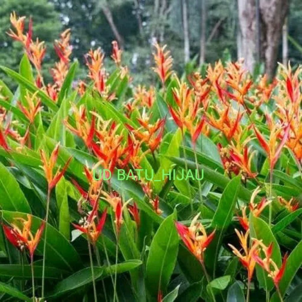 

PROMO!!! PAKETAN 5 PISANG-PISANGAN HELICONIA MERAH KUNING COCOK UNTUK UNTUK DEKORASI TAMAN ATAU RUANGAN