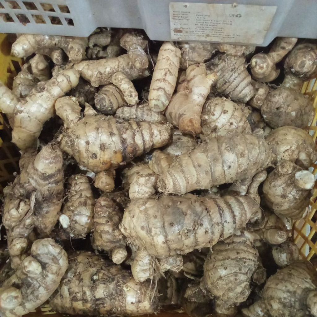 

biang kunyit putih 1kg segar sudah cuci langsung dari petani