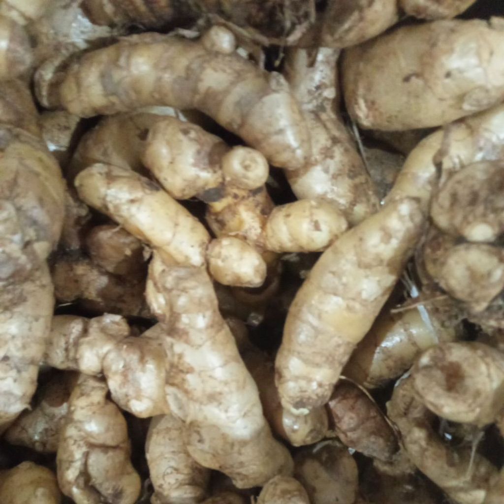 

kunyit putih segar sudah cuci 1kg koneng bodas