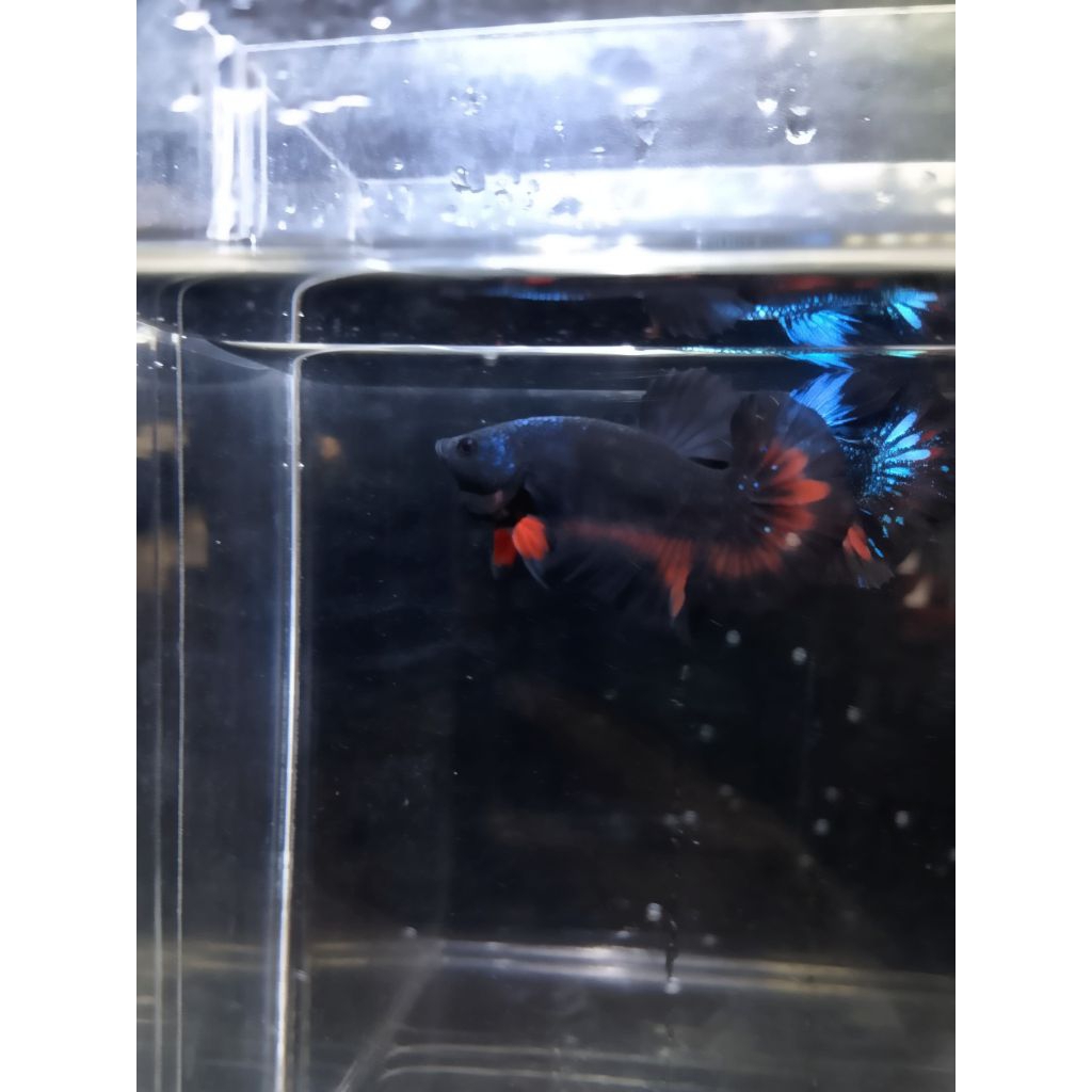 Ikan Cupang Avatar Vampir (sesuai vidio dan foto)