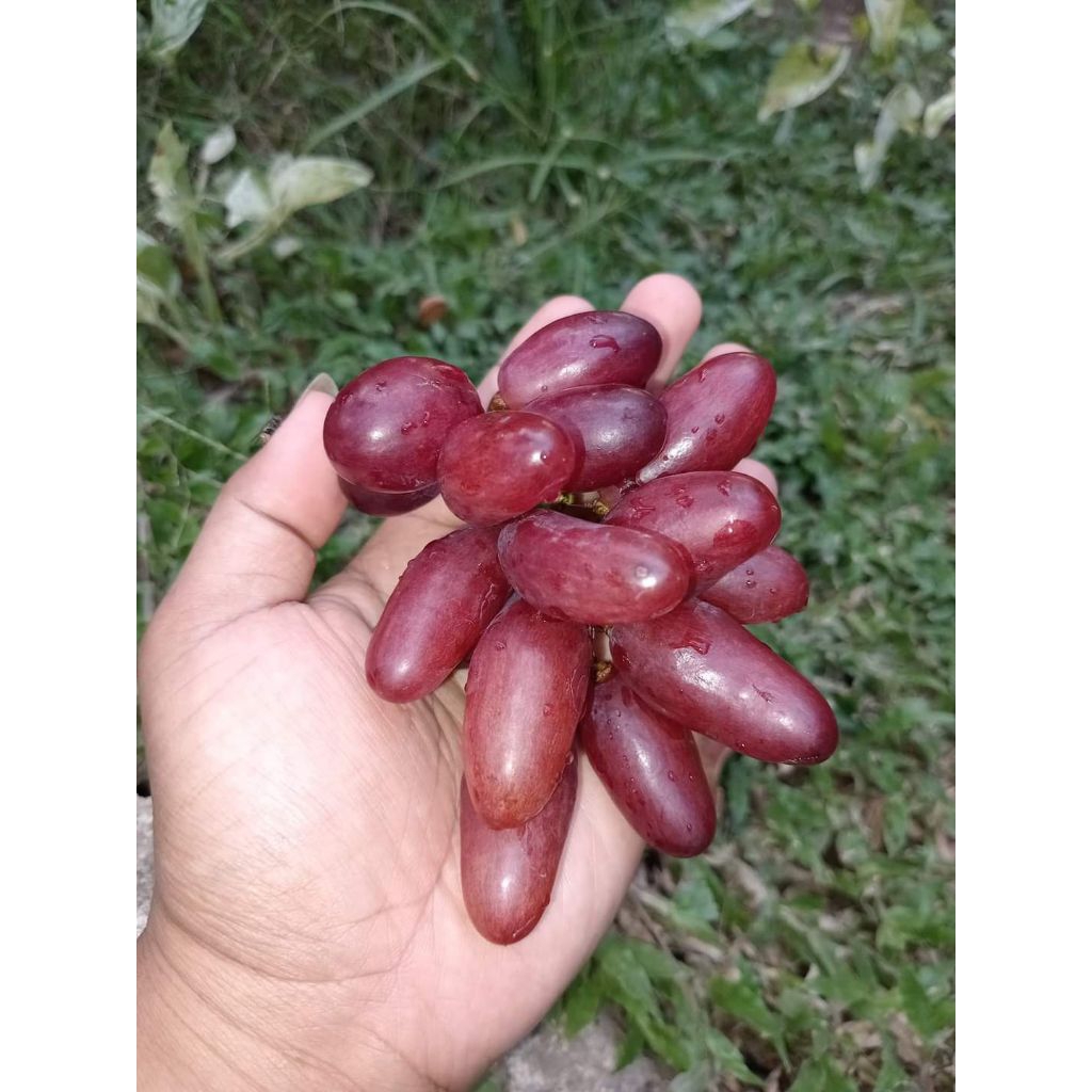 Bibit anggur 3 Varian