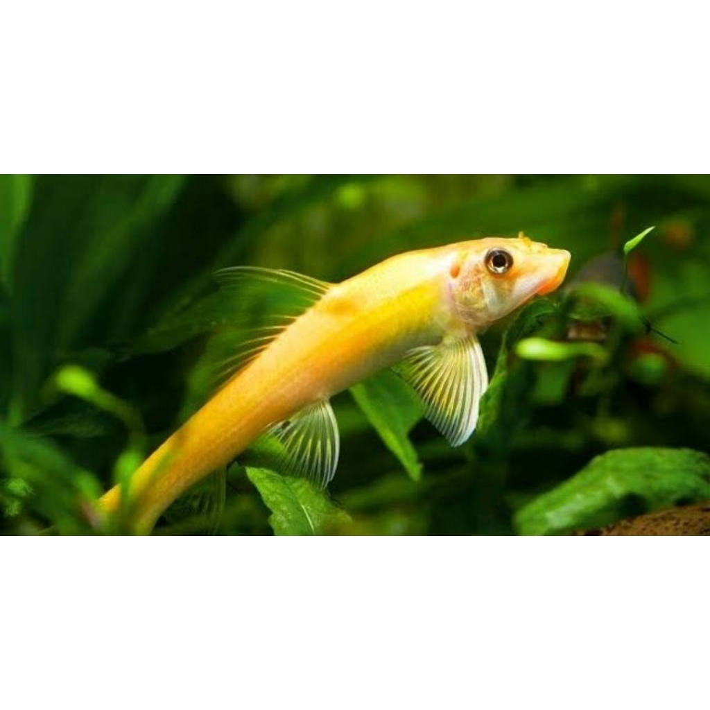 chinese algae eater size remaja