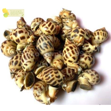 

Keong Macan Segar 1Kg Hasil Laut Utuh