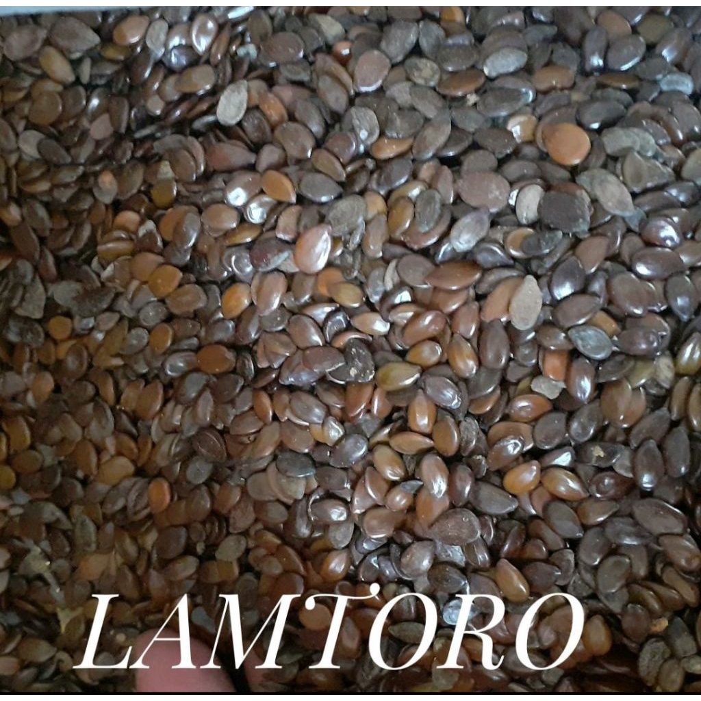 Biji Benih Tanaman Perdu Lamtoro Pohon Petai Cina SUPER 1kg