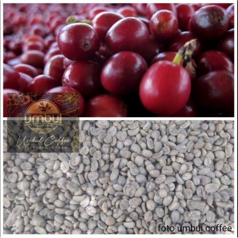 

GREEN BEAN ARABIKA SUMBING 1 KG NATURAL DAN FULL WASH