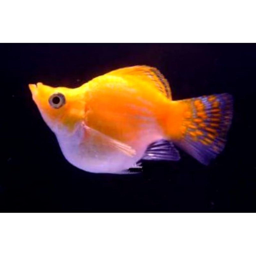 promo hiasan aquarium ikan molly sunkist, ukuran medium dan jumbo, aquarium aesthetic ,hiasan