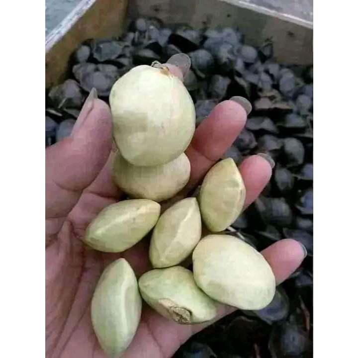 

jengkol muda (belum kupas) kwalitas terbaik