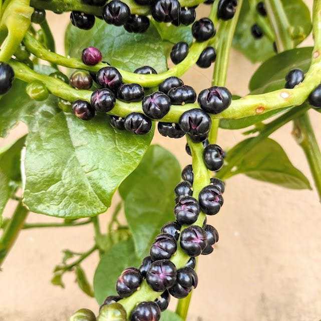 

Buah Angkung Binahong Segar 100 Biji – Petik Langsung, Kaya Manfaat untuk Kesehatan R2