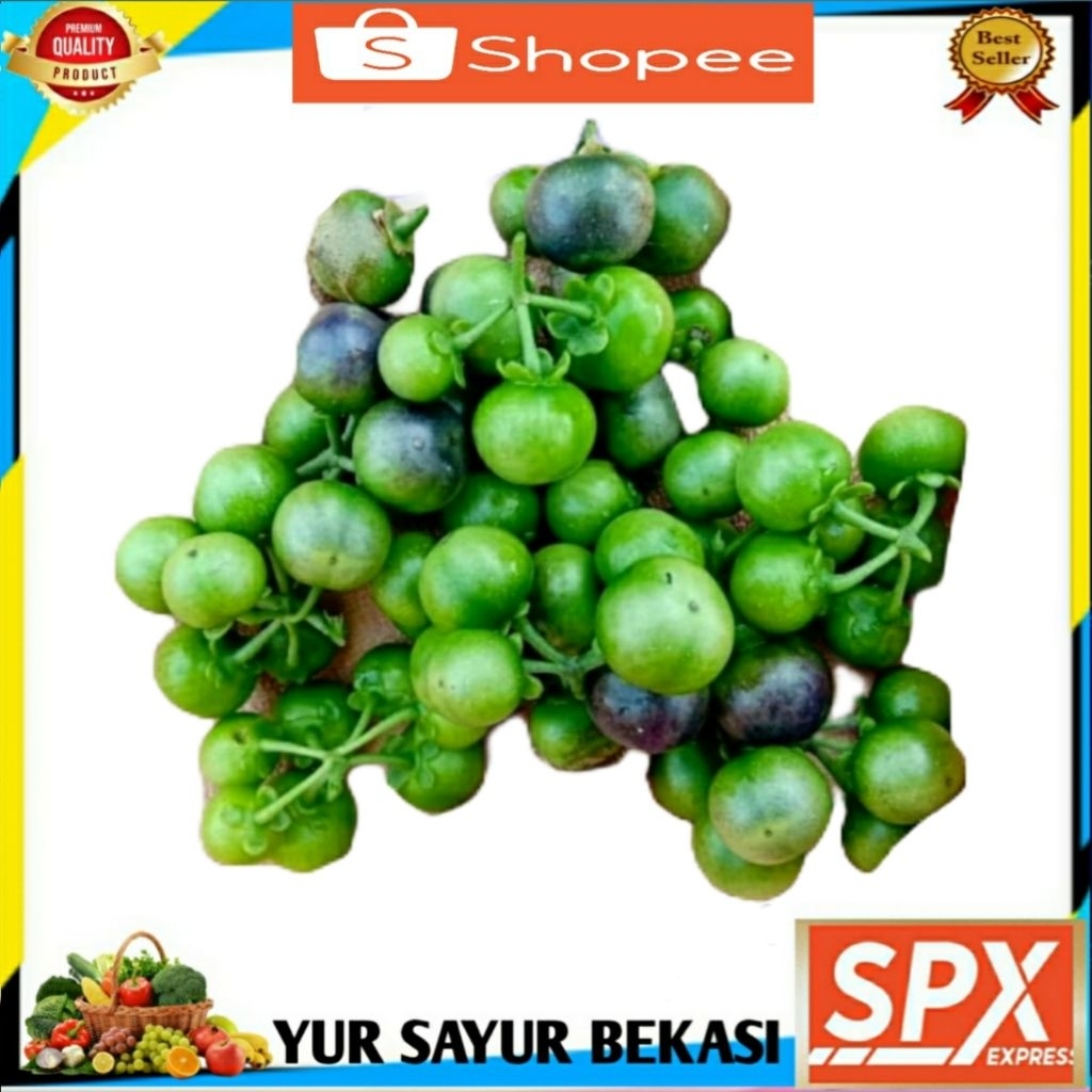 

Leunca Segarr Untuk Lalapan (Perbungkus).