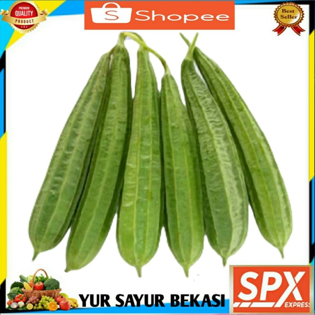 

Oyong/Gambas Hijau Segar (1pcs).