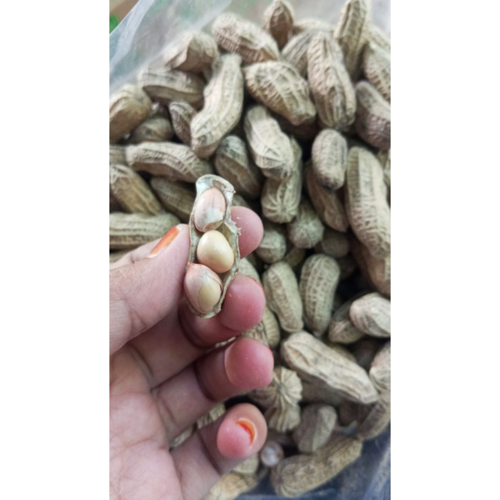 

Snack Cemilan Kacang Kulit Bendo Gurih Renyah 1kg