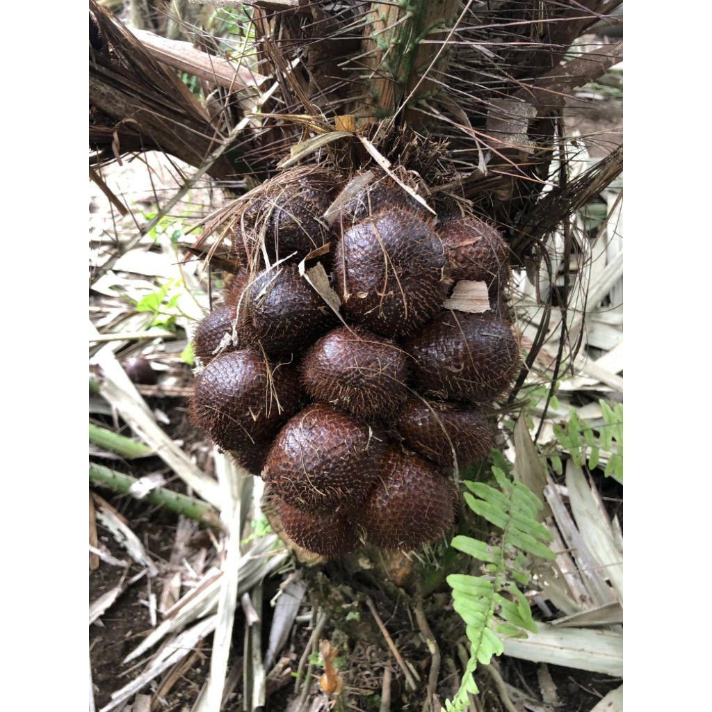 

paket hemat salak pondoh 2kg