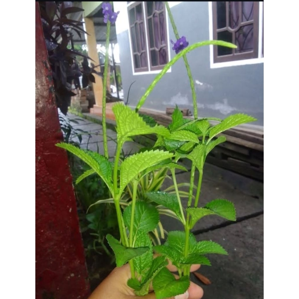 

Pecut kuda segar herbal 250 gr