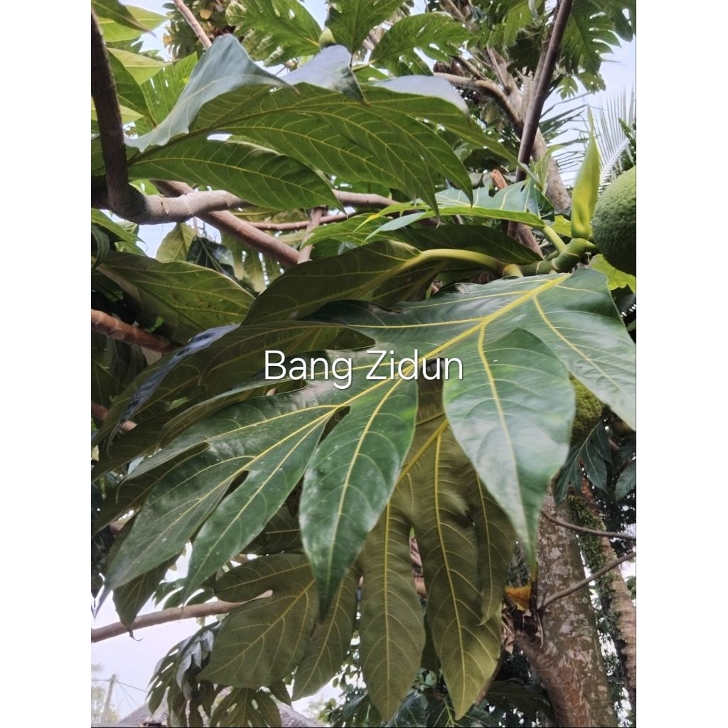 

Daun sukun fresh petik langsung di pohon beli 1 dapat 5