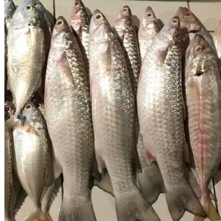 

Ikan ballanak Basah 500gr/1kg