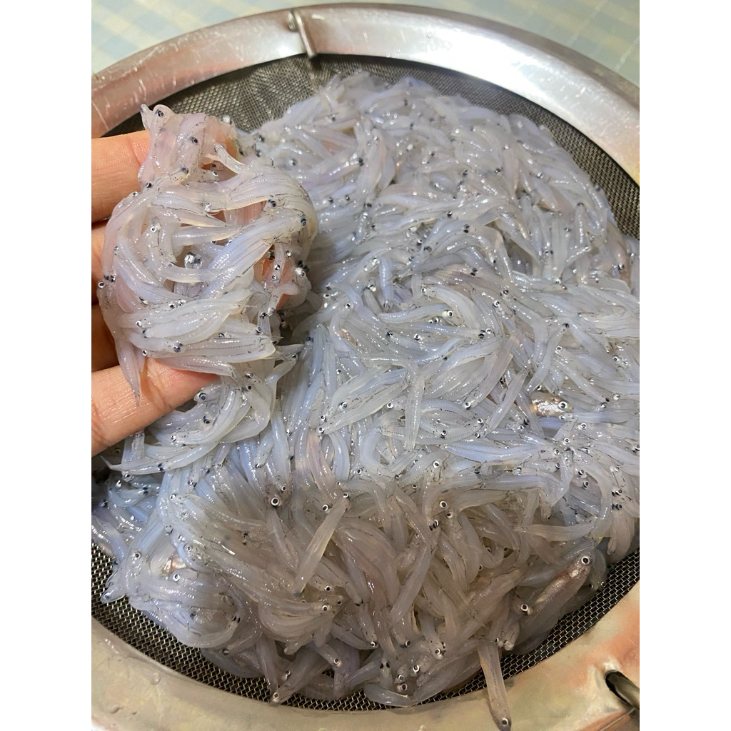 

Teri Nasi Basah Fresh Murah 250gr | Harta Karun Mpasi