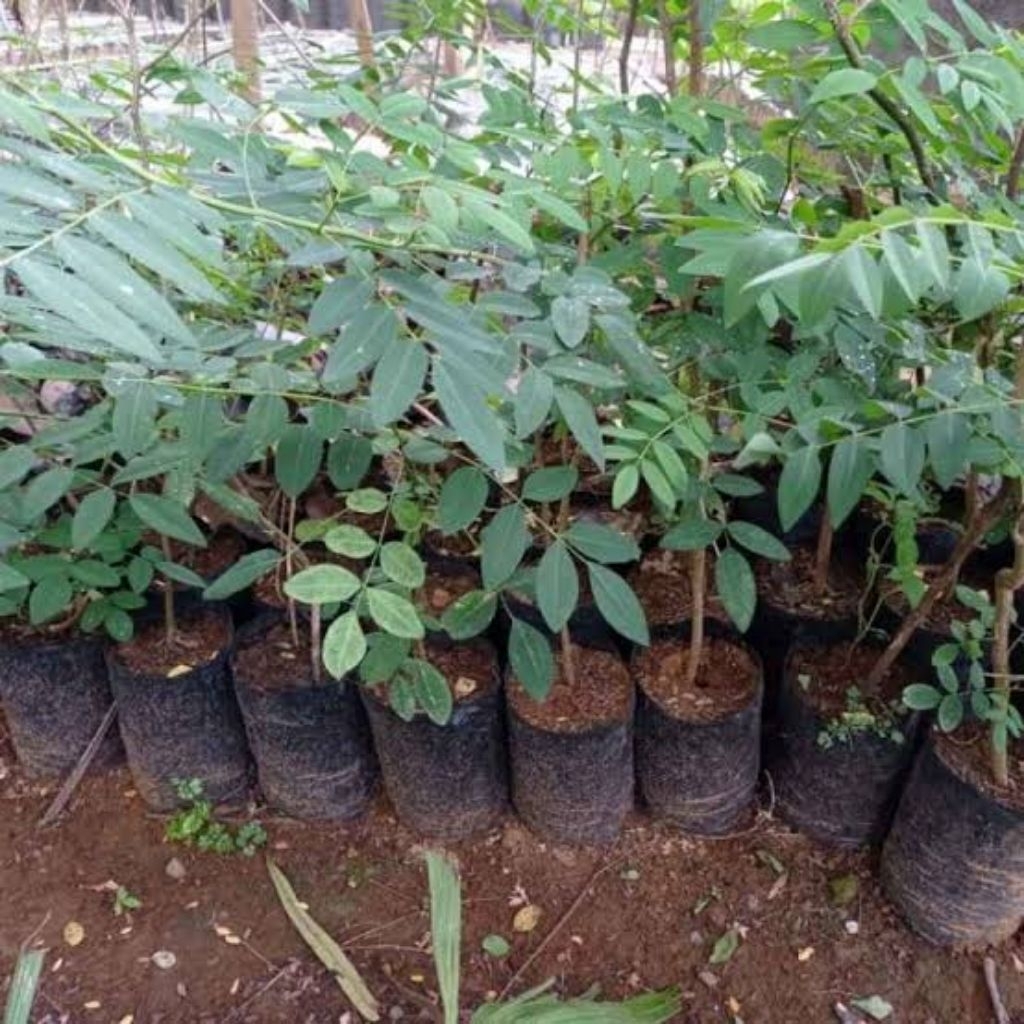 Bibit Tanaman Indigofera Pakan Ternak Siap Tanam