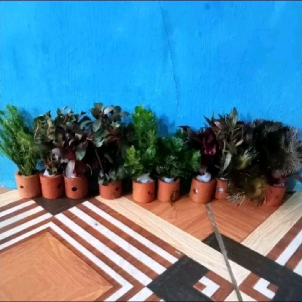 tanaman air aquascape [Paket 10 pot] 10 jenis tanaman + pot Aquascape