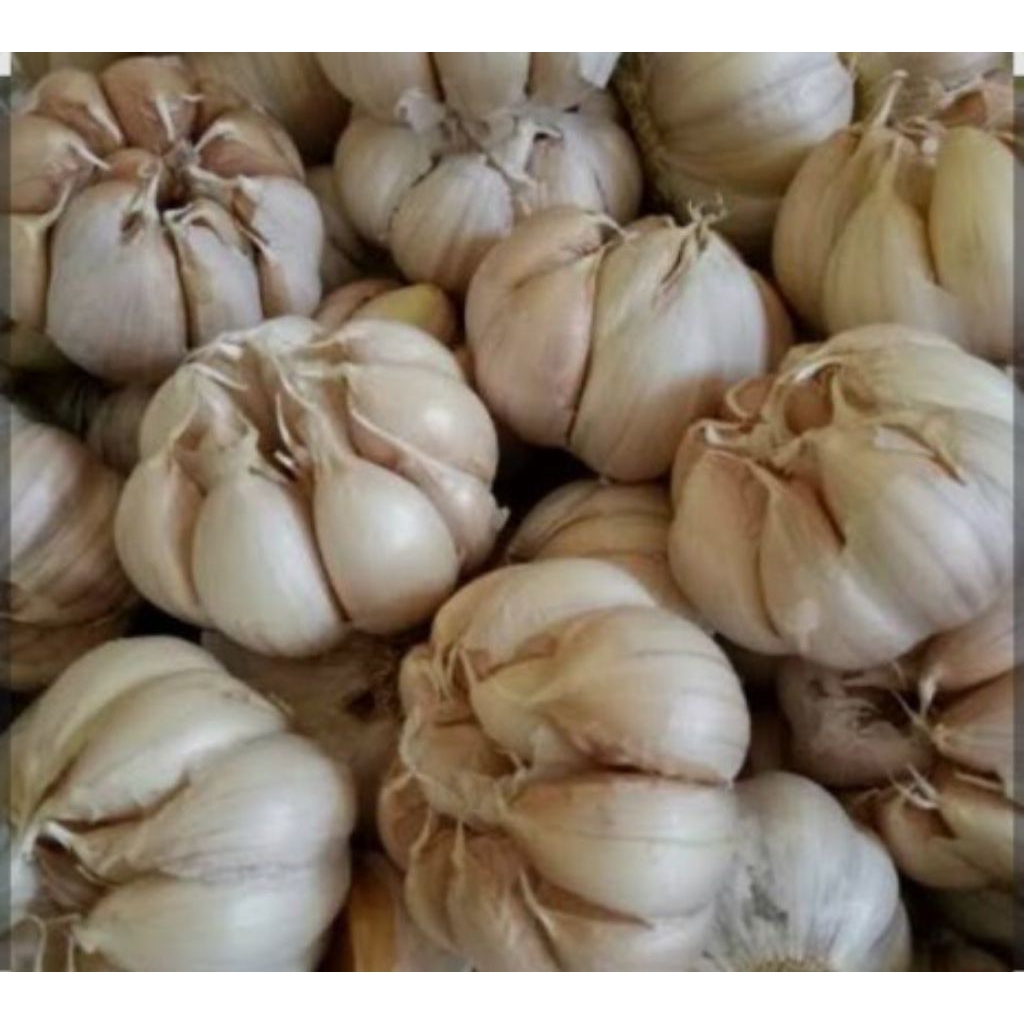 

bawang putih, BAWANG PUTIH