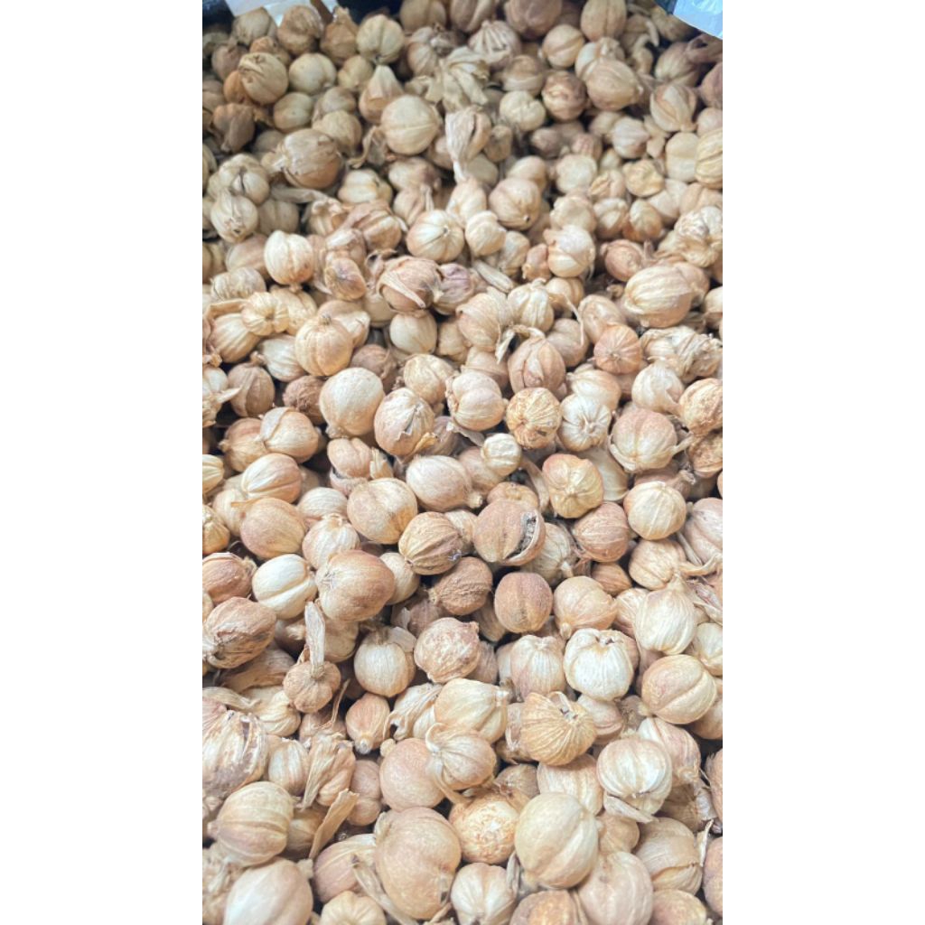 

Kapulaga Kering | Temanggung