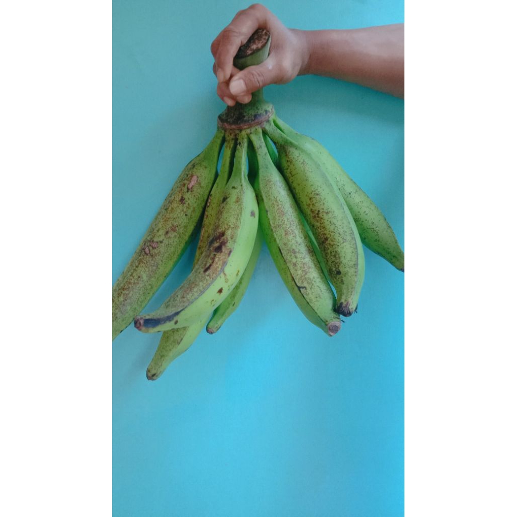 

pisang tanduk