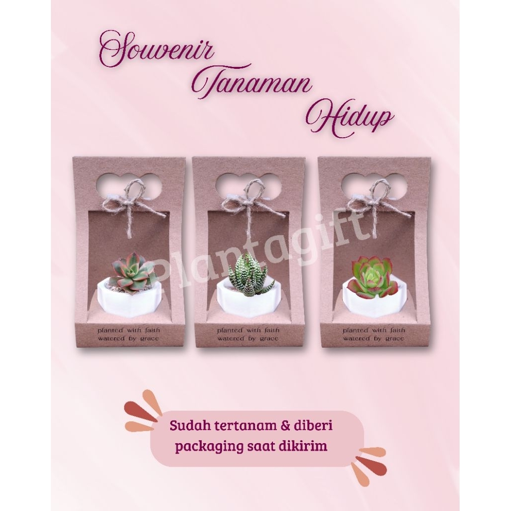 Souvenir kaktus sukulen pot concrete tanaman hidup