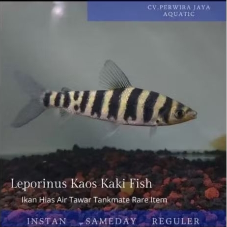 Leporinus Fasciatus Kaos Kaki Tankmate Hiasan Aquarium