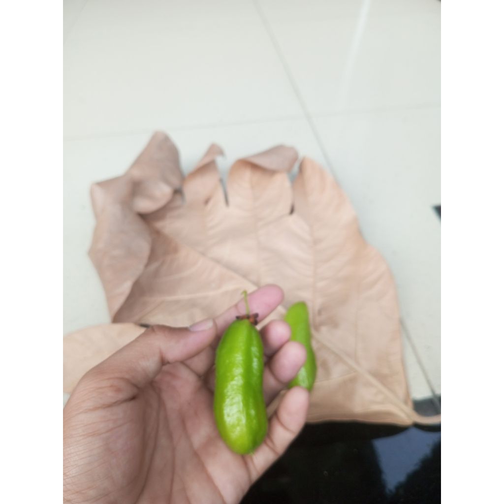 

belimbing wuluh/belimbing sayur