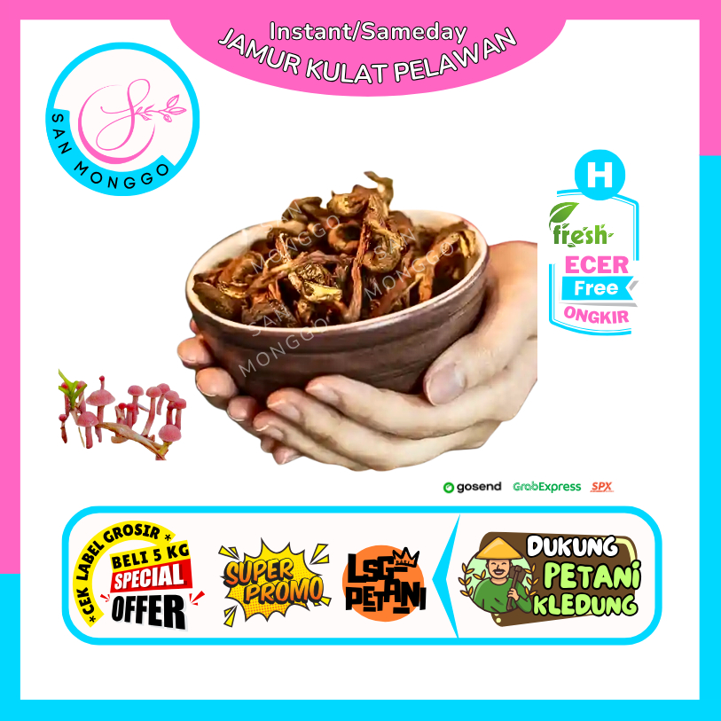 

Sanmonggoo >> Jamur Kulat Pelawan -- Hasil Bumi Sindoro Sumbing Ecer (H)