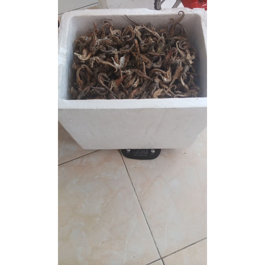 

KL HAI MA Kuda Laut Size 5-7 CM Grade A Promo