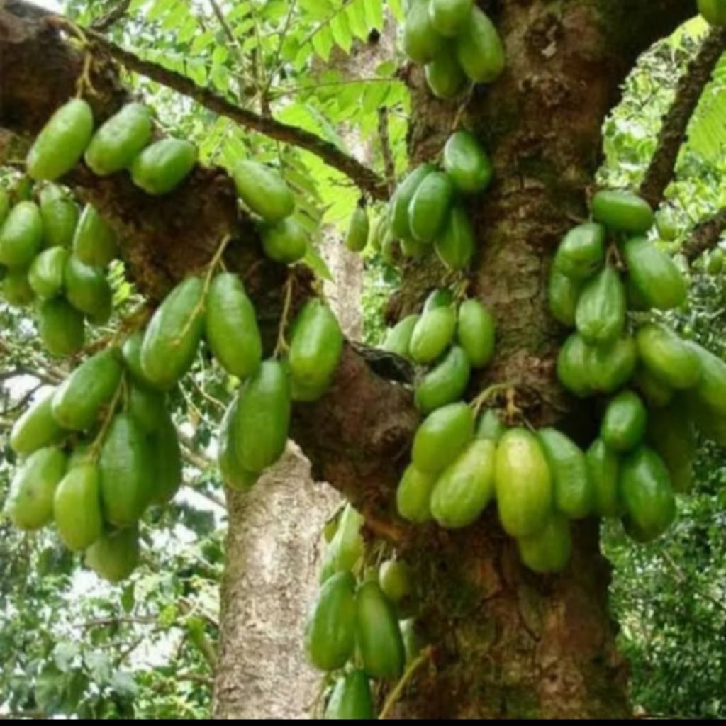 

Buah belimbing wuluh/sayur 250gr