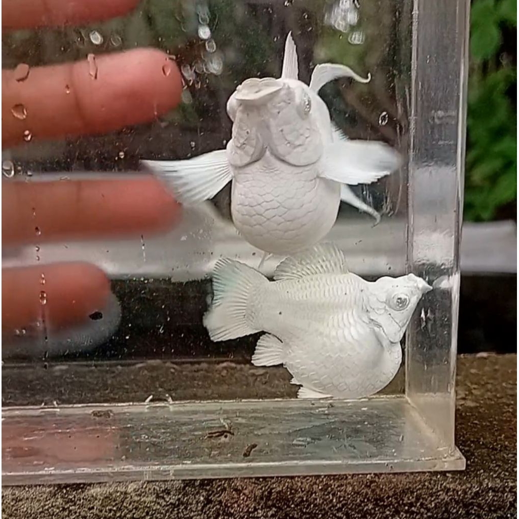 Molly Platinum Mata Biru/ Mata Kristal Roundtail
